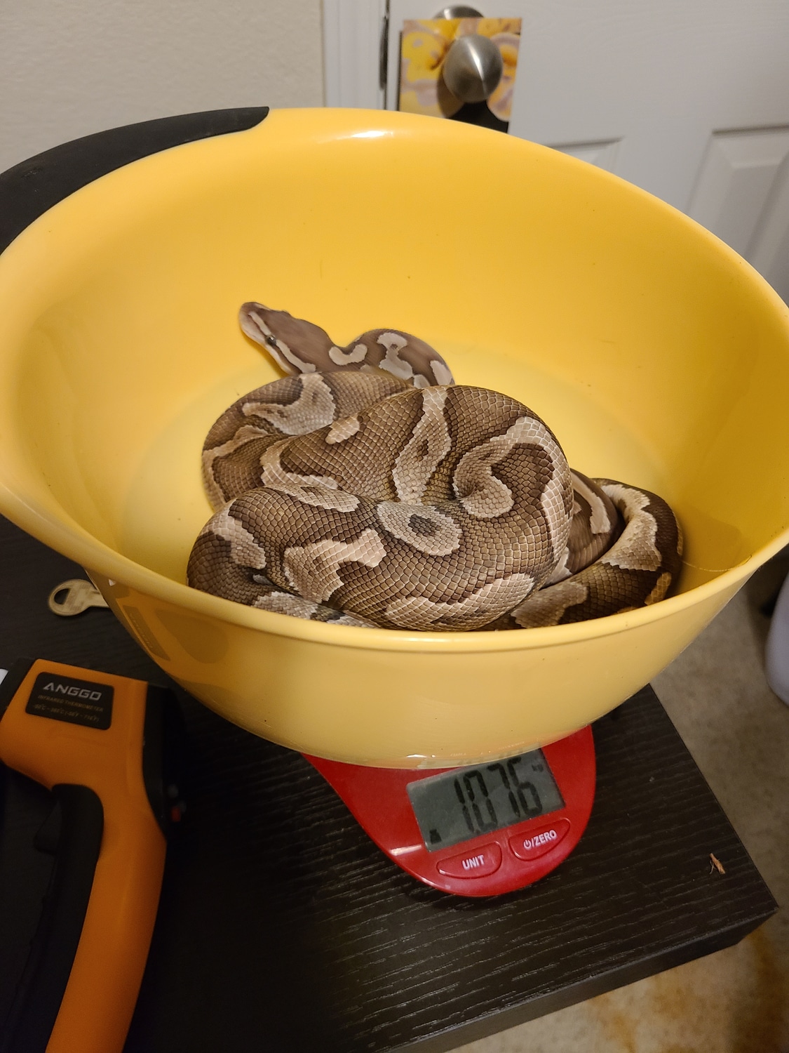Raven Lesser (Proven) Ball Python by AK Morphs - MorphMarket