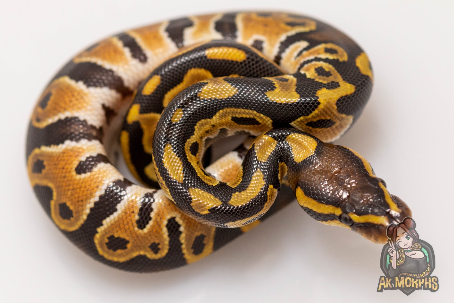 Raven Orange Dream Ball Python by AK Morphs - MorphMarket