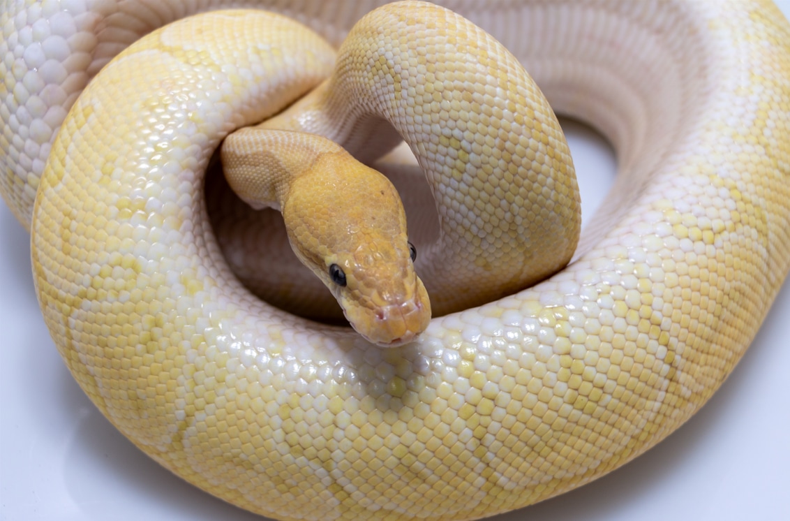 Banana Mojave Pinstripe Het Monsoon Ball Python by AK Morphs MorphMarket