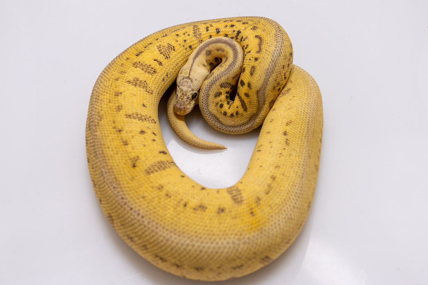 Killer Batman Ball Python by AK Morphs - MorphMarket