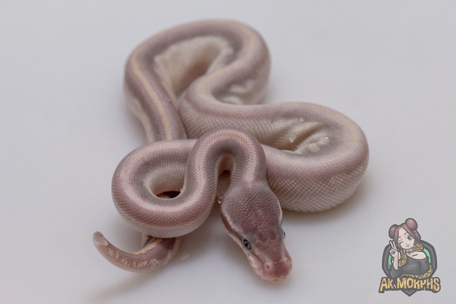 Orbit Deep Purple Passion Ball Python by AK Morphs - MorphMarket