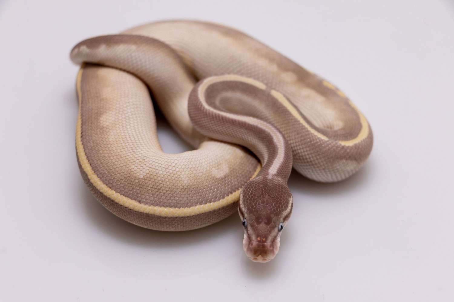 Orbit Deep Purple Passion Ball Python by AK Morphs - MorphMarket