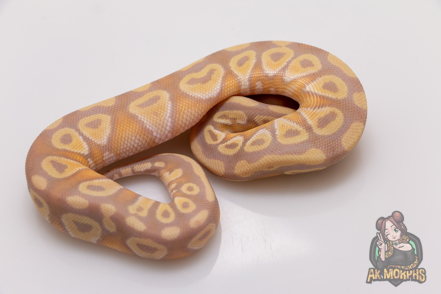Banana Mojave 50 Monsoon 100 Black Axanthic Ball Python by AK Morphs