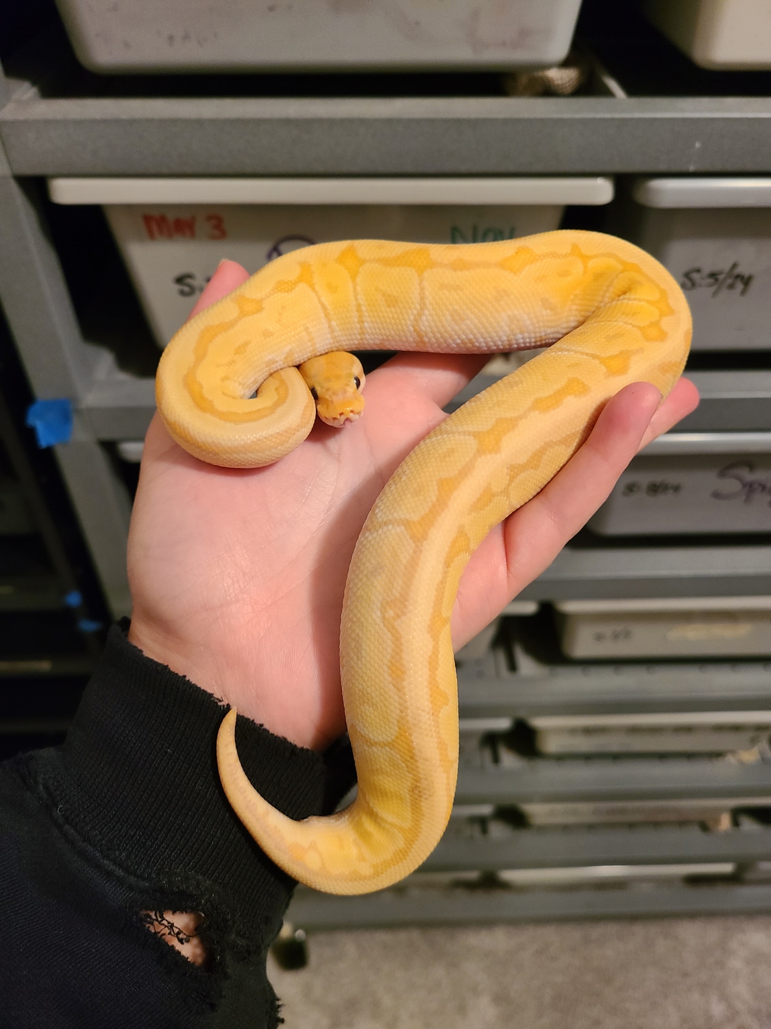 Banana Mojave Pinstripe 50 Het Monsoon 100 Het Black Axanthic Ball