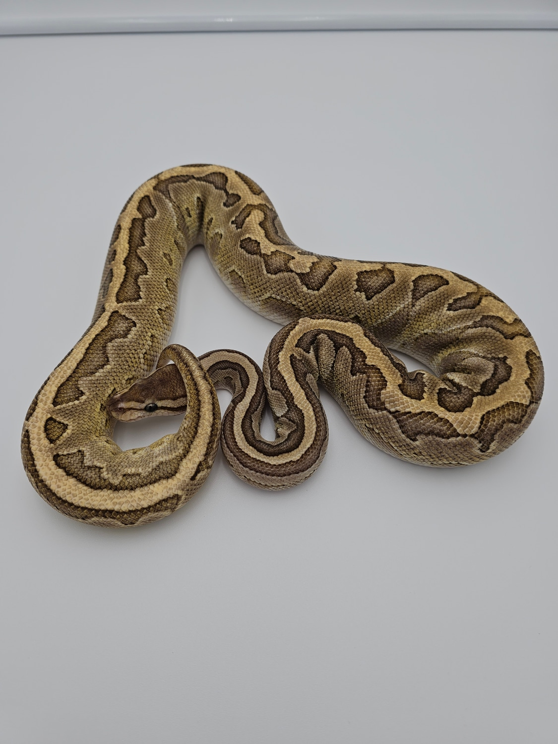 Raven Lesser OD Ball Python by AK Morphs - MorphMarket