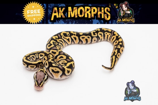 Sapphire Phantom Super Pastel Ball Python by AK Morphs