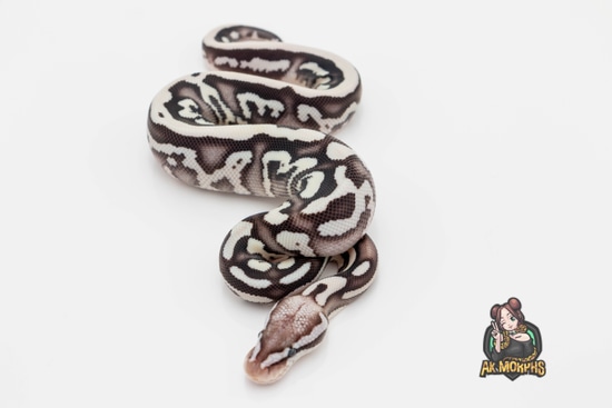 Firefly Leo Mojave TSK Axanthic Ball Python by AK Morphs