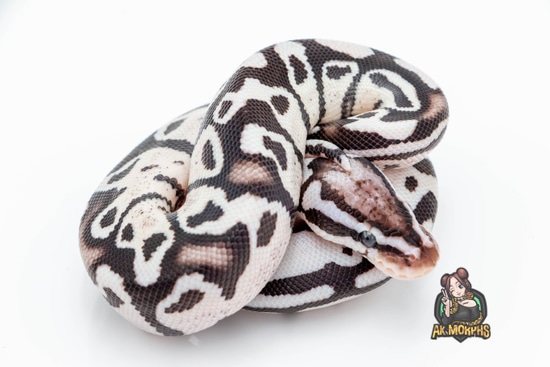 Firefly TSK Axanthic Ball Python by AK Morphs