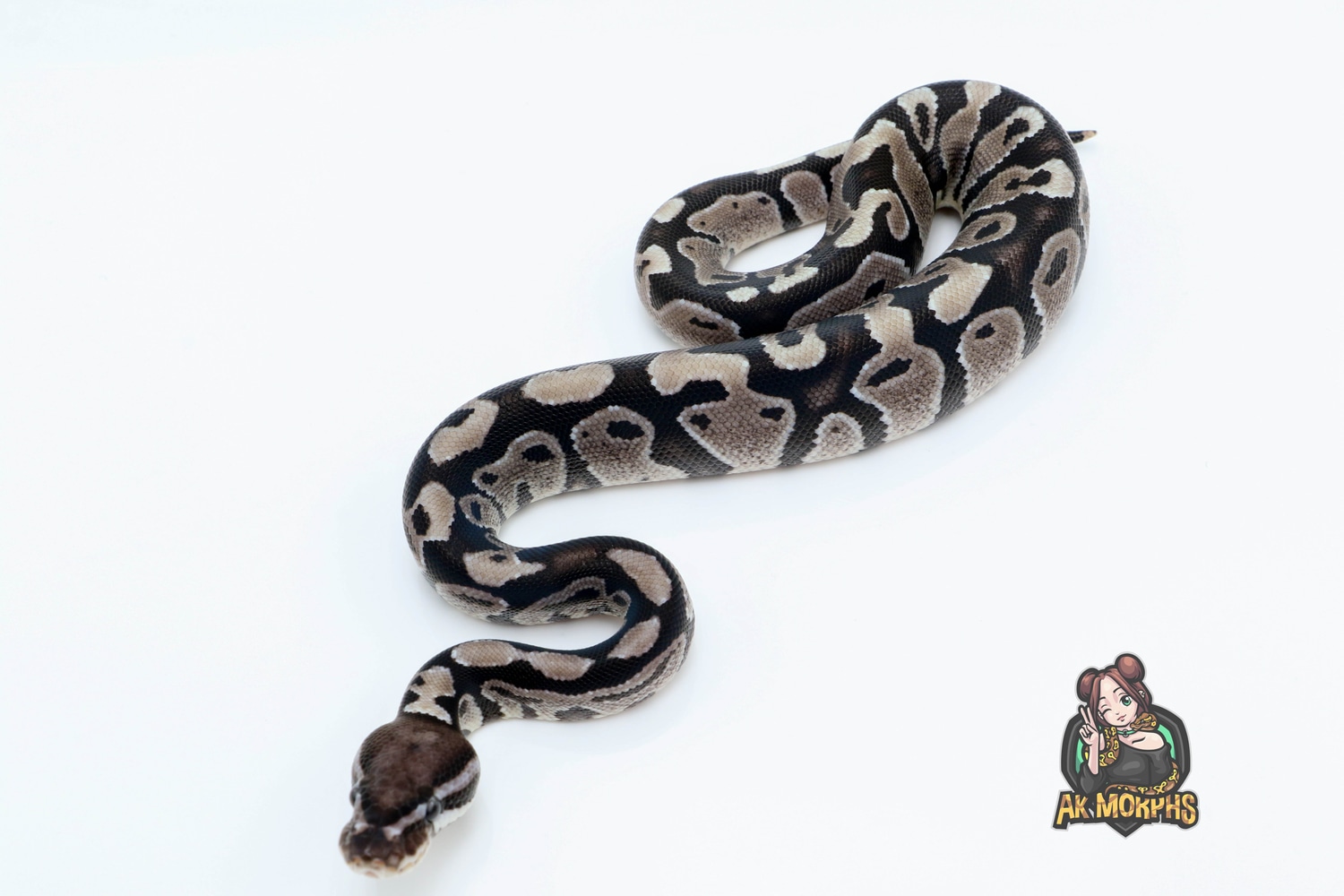 Black Axanthic Ball Python by AK Morphs - MorphMarket