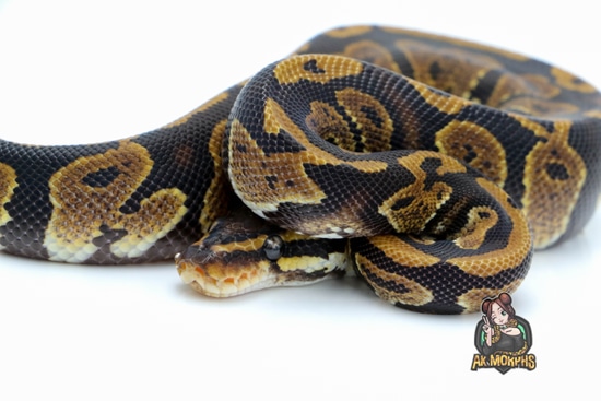 Twister Het Pied Ball Python by AK Morphs