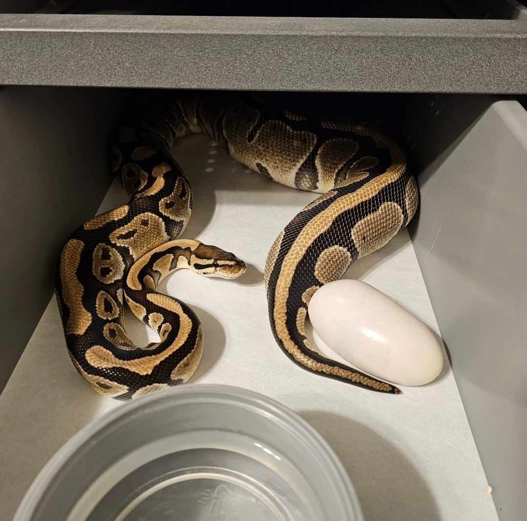 Ball python clutch lxdh2 10 02 24 by ak morphs morphmarket