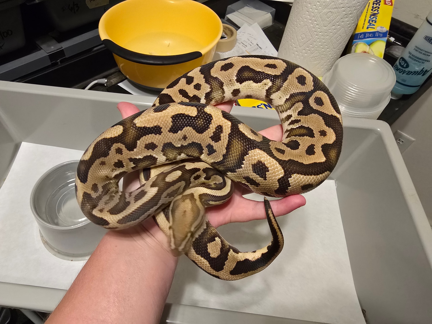 Fire Leopard Trick Profile Picture