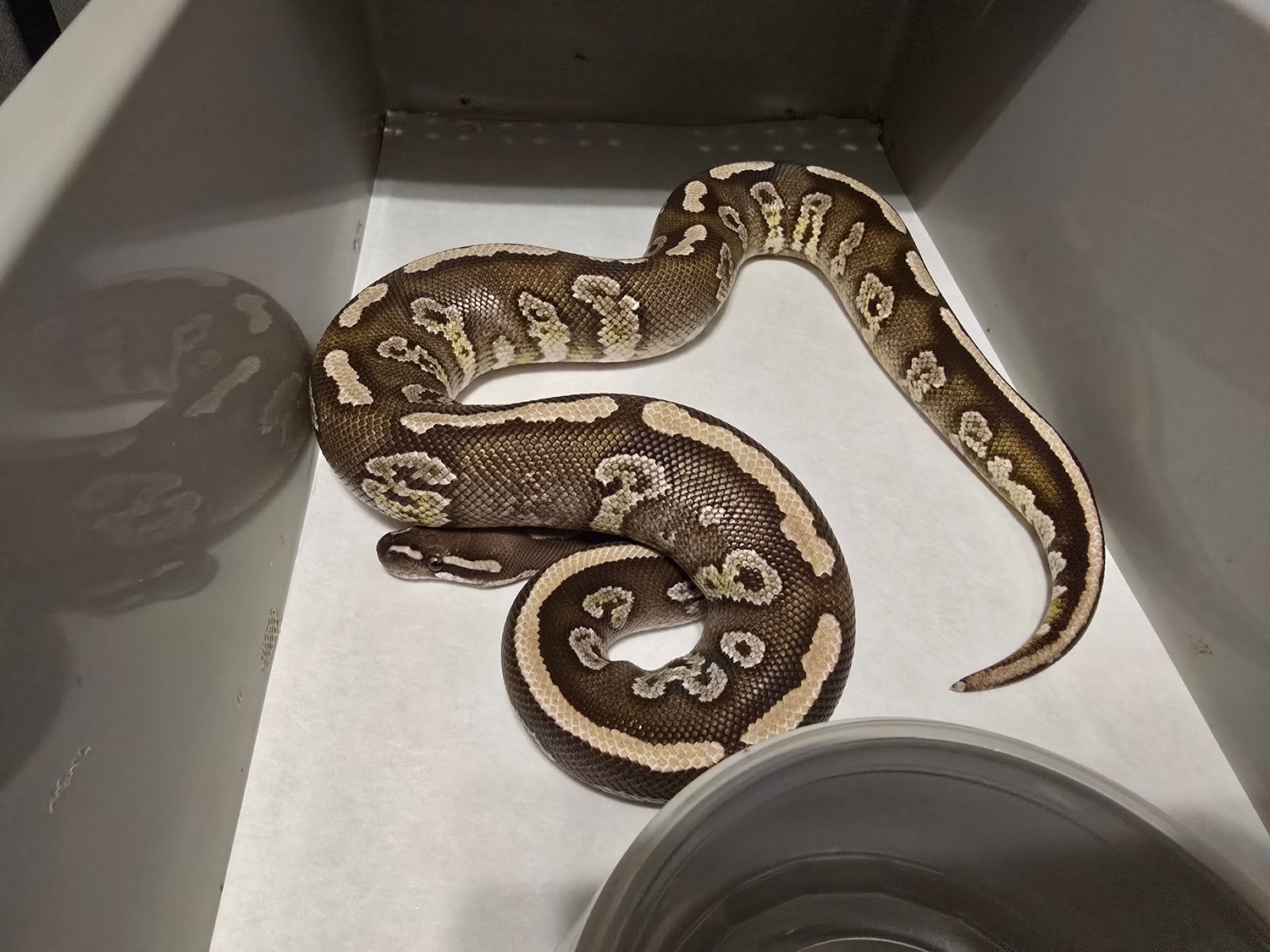 Mojave Twister Profile Picture