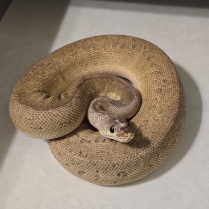 Cin SN Pin Pastel Clown Ball Python