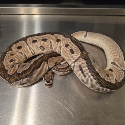 VPI Axanthic Clown Ball Python