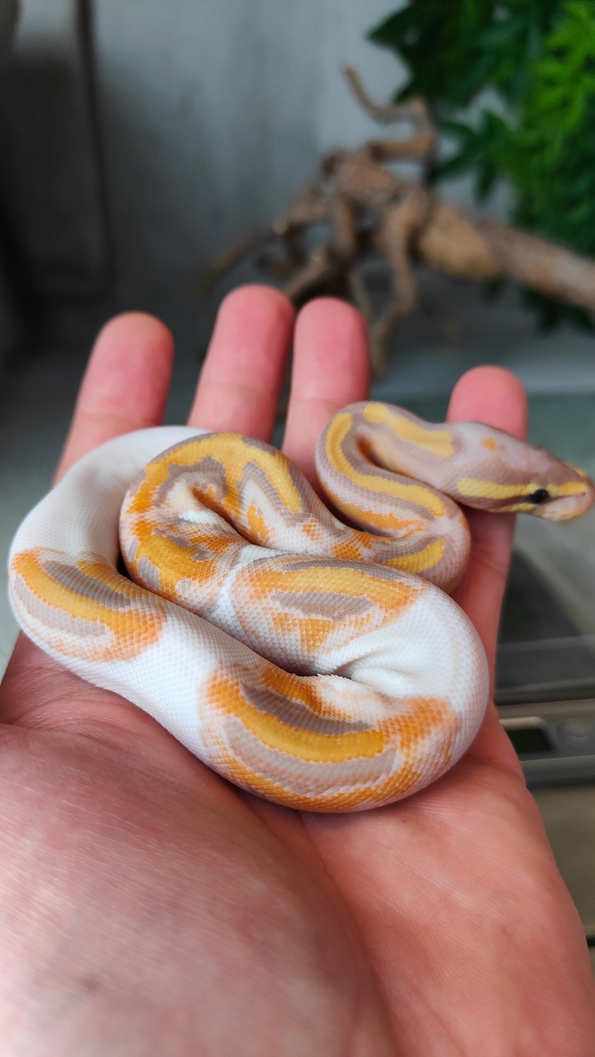 Banana Piebald Ball Python by Bergische Pied Ball Python's MorphMarket