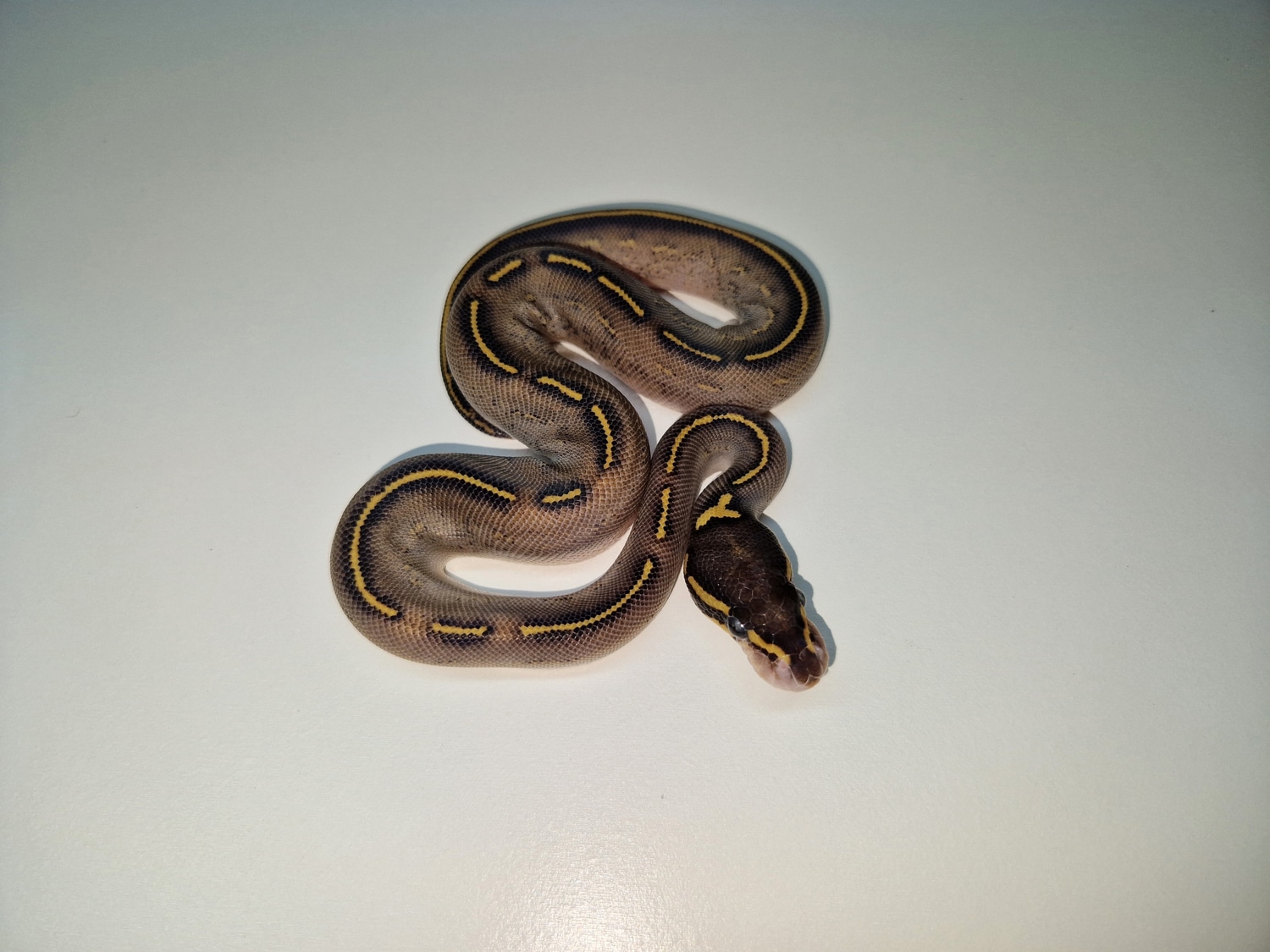 Phantom Freeway Ball Python by Royal Palace Ballpythons - MorphMarket