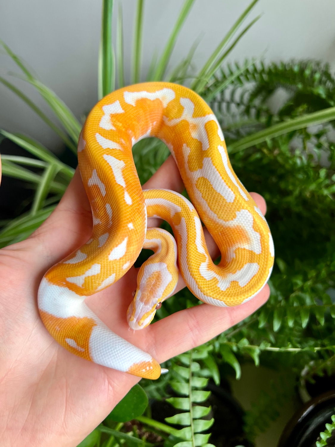 Dreamsicle Ball Python by Alex Kenneth Reptiles - MorphMarket