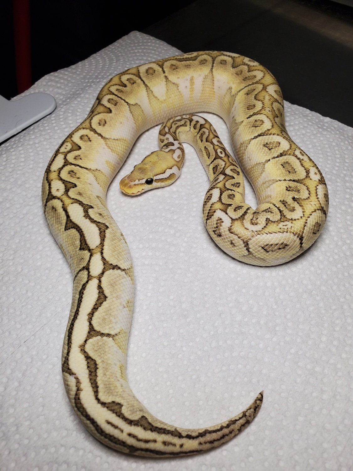 Pastel Bamboo Poss Het Red Axanthic Ball Python by Black Star Exotics ...