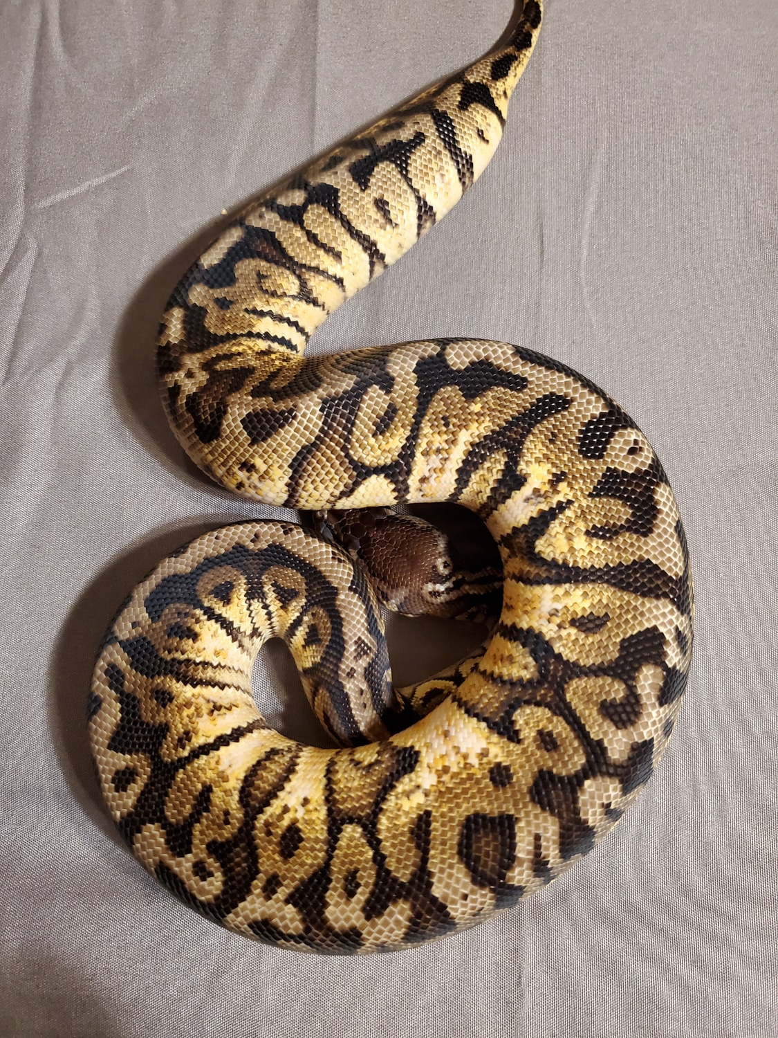 Inferno Ball Python by Classy Reptiles - MorphMarket