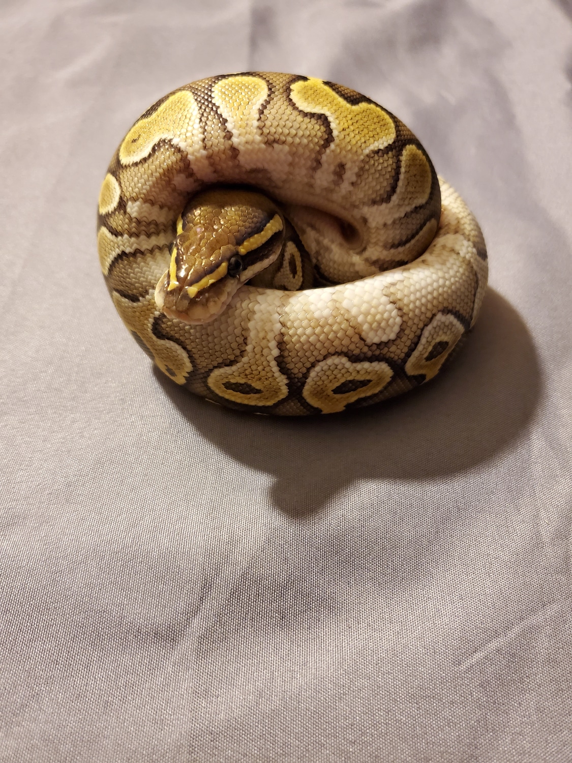 Pastel Butter Ball Python by Classy Reptiles - MorphMarket