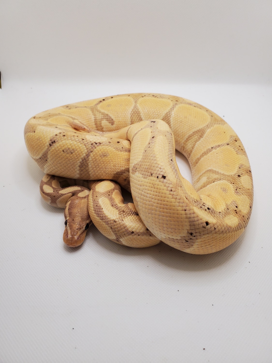 Banana Pastel Russo Ball Python by Classy Reptiles MorphMarket
