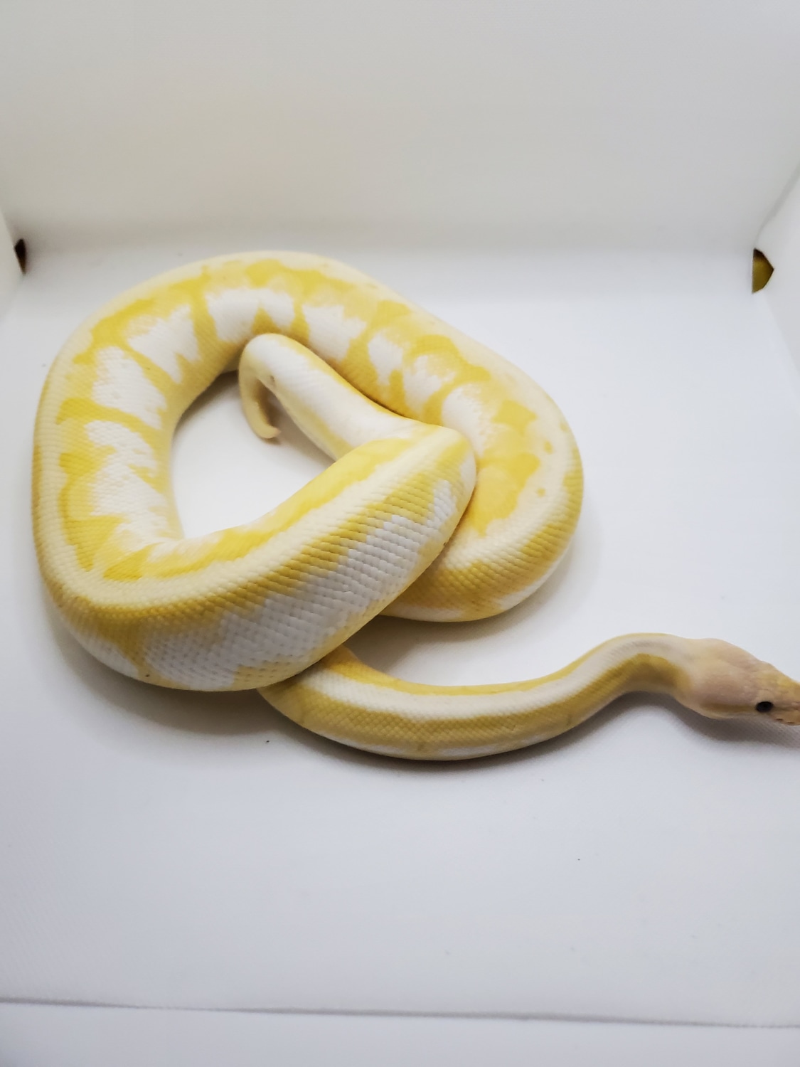 Banana Calico Lemonblast Ball Python by Classy Reptiles MorphMarket