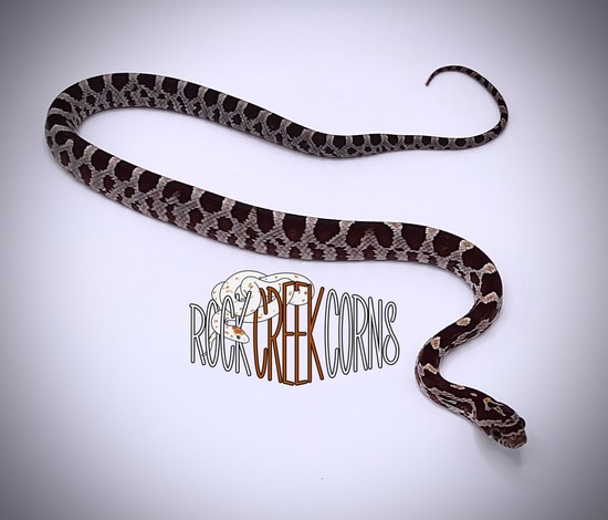 Classic Het Scaleless Corn Snake by Rock Creek Corns