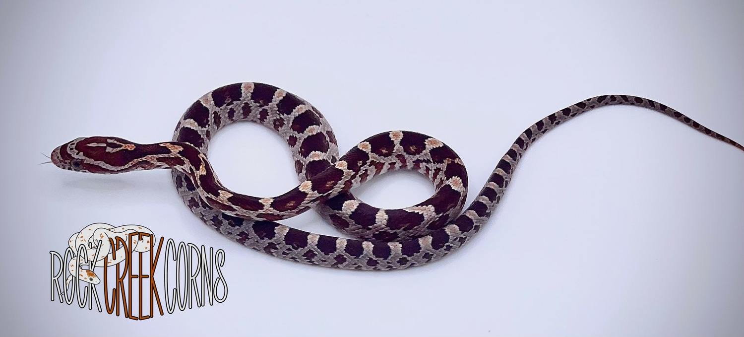 Classic Het Scaleless Corn Snake by Rock Creek Corns - MorphMarket
