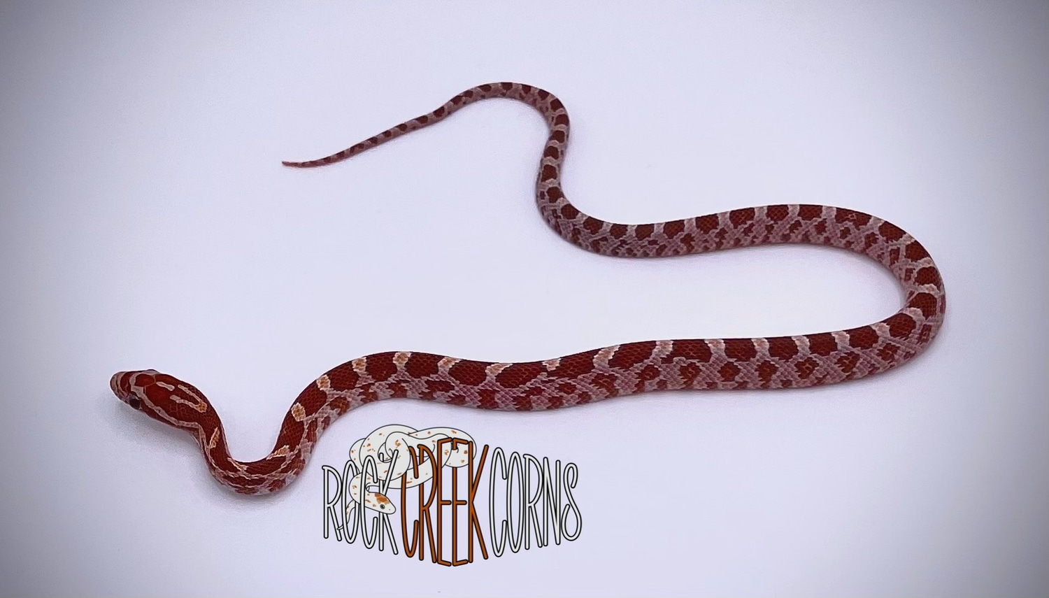 Hypo Het Scaleless Corn Snake by Rock Creek Corns - MorphMarket