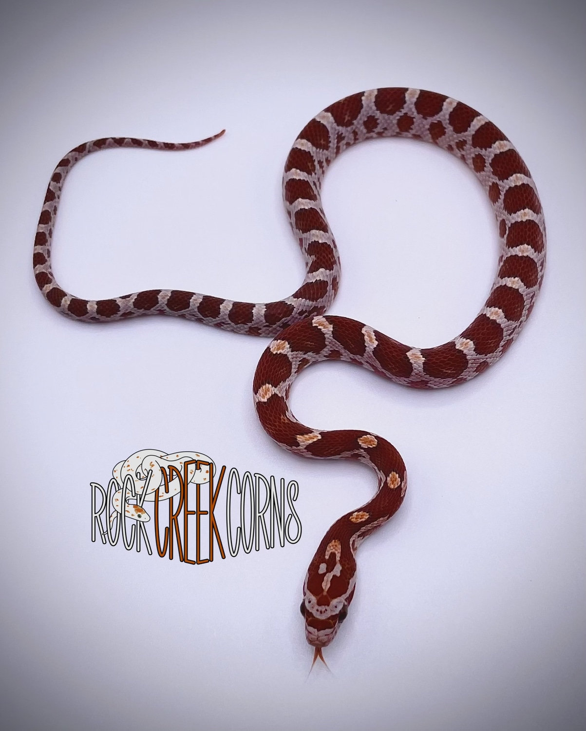 Hypo Het Scaleless Corn Snake by Rock Creek Corns - MorphMarket