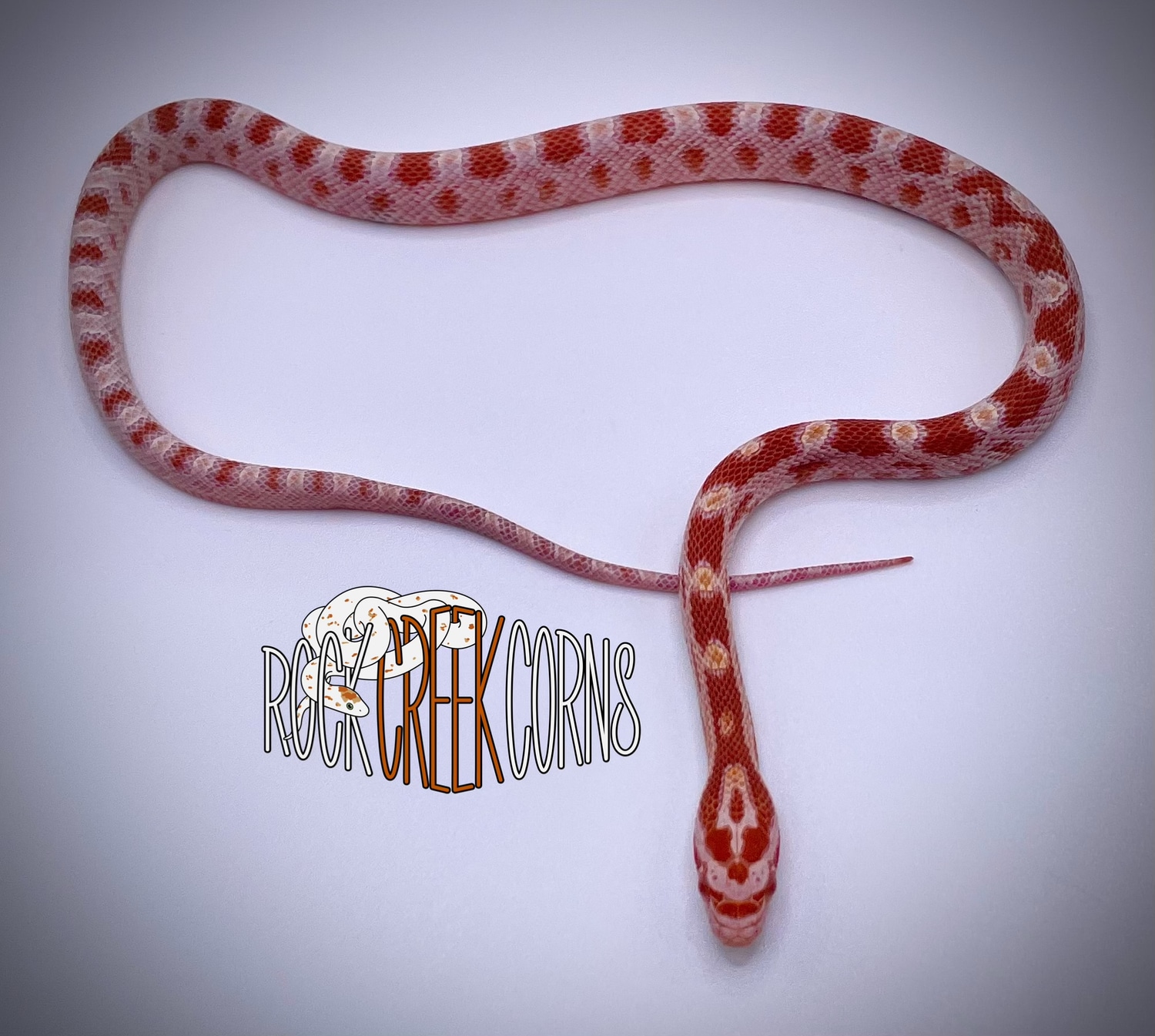 Reverse Okeetee Het Scaleless Corn Snake by Rock Creek Corns - MorphMarket