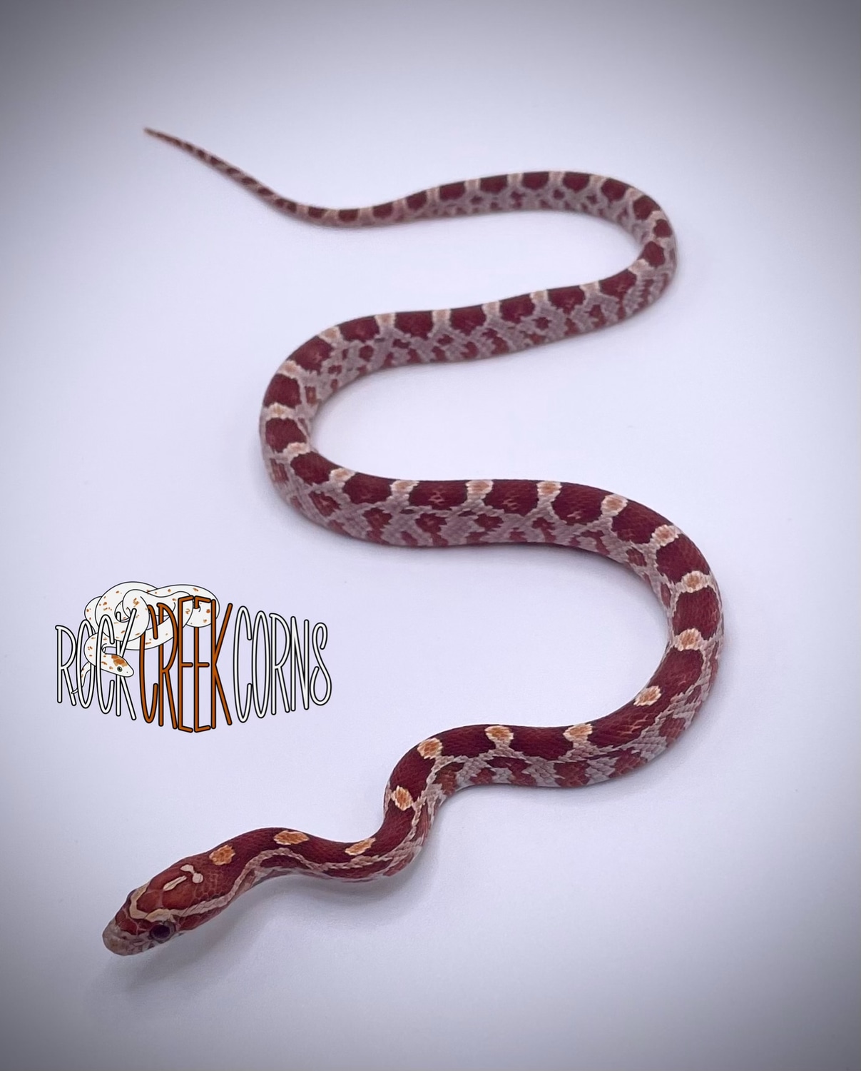 Hypo Het Scaleless Corn Snake by Rock Creek Corns - MorphMarket