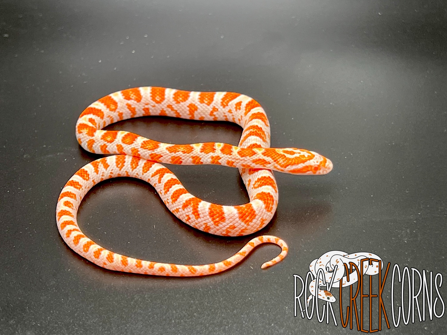 Amel Possible Het Scaleless Palmetto Corn Snake by Rock Creek Corns