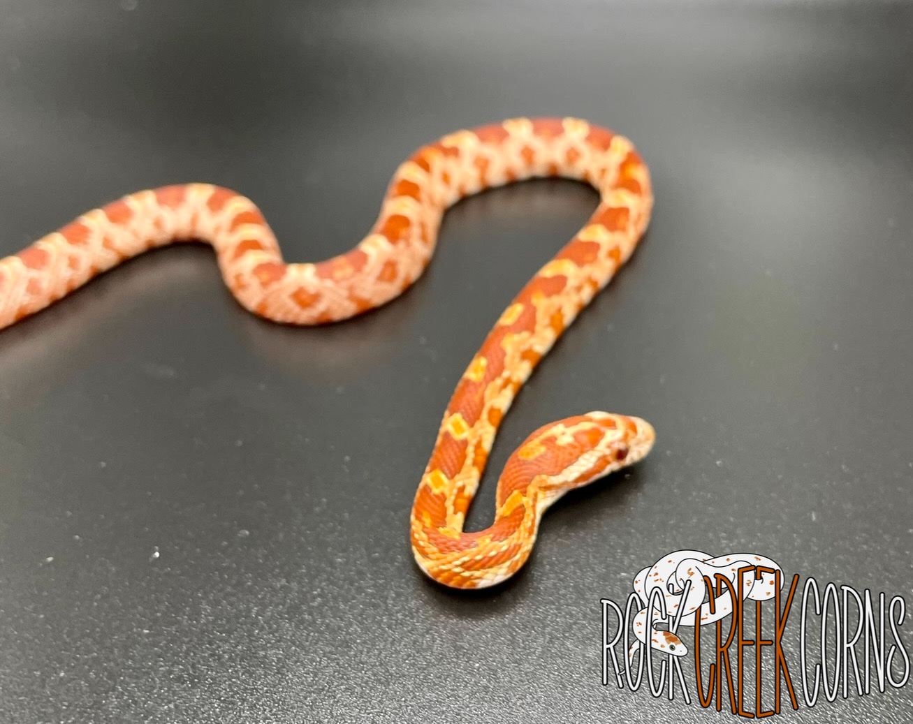 ‘22 Hypo Male Het Scaleless Corn Snake by Rock Creek Corns - MorphMarket