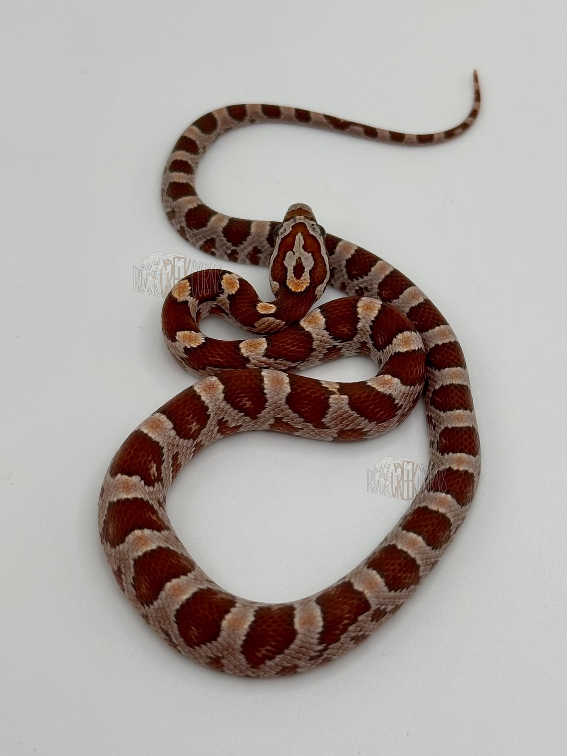 Hypo Het Anery Charcoal Bloodred Corn Snake by Rock Creek Corns ...
