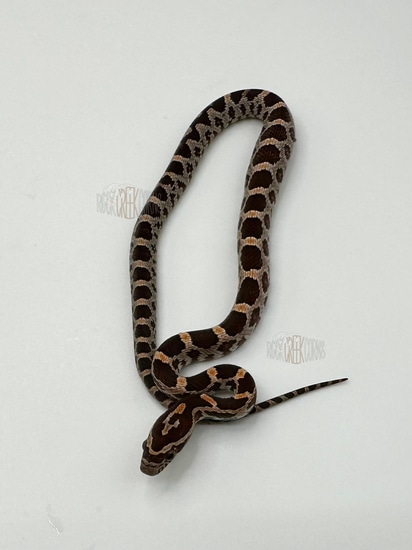 Classic Het Scaleless Corn Snake by Rock Creek Corns