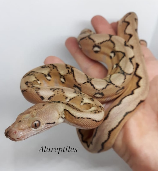 Sunfire Platinum Reticulated Python by Alareptiles
