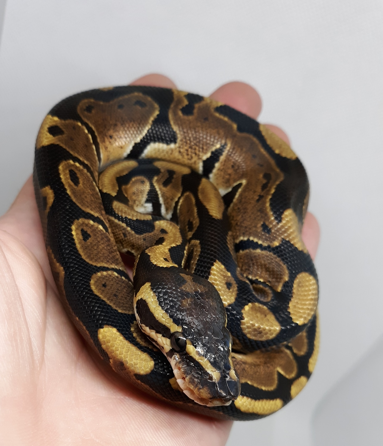 Normal Ball Python by Alareptiles - MorphMarket