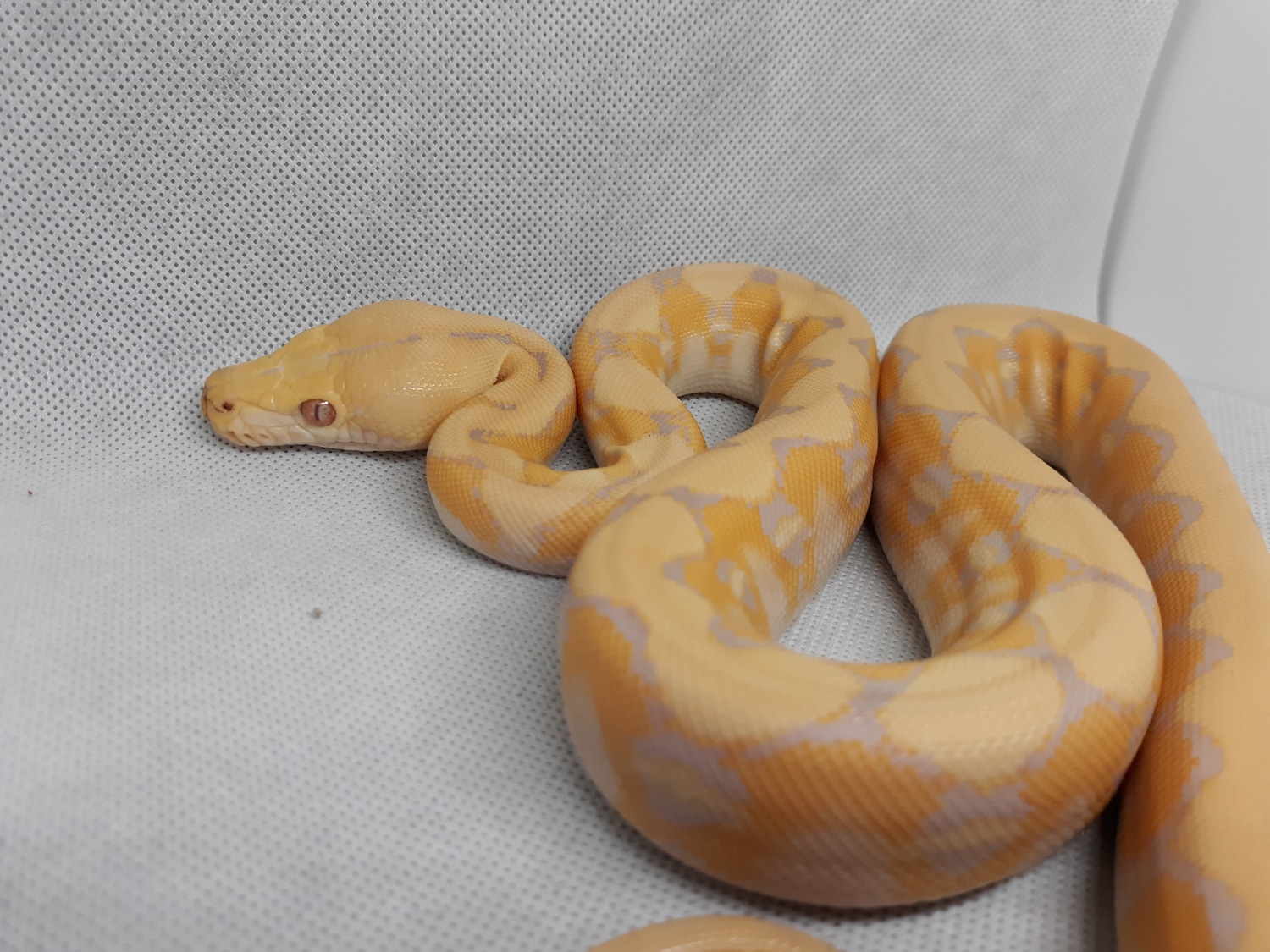 Lavender Platinum Reticulated Python by Alareptiles - MorphMarket