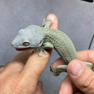 USCBB Blue Headed Green Tokay Geckos by Alareptiles - MorphMarket