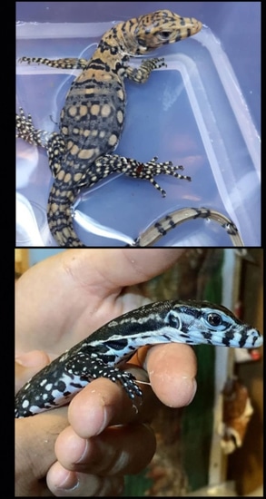 *Offering Payment Plans! Double Het Axanthic/Sulfurs Water Monitor by ...