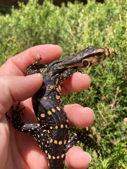 *Sale!!! USCBB Het Axanthic Water Monitor by Alareptiles