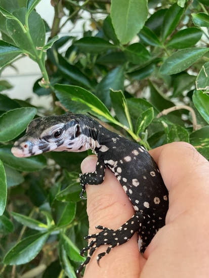 USCBB Twin Axanthic Water Monitor by Alareptiles