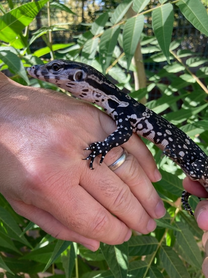 USCBB Axanthic Water Monitors by Alareptiles