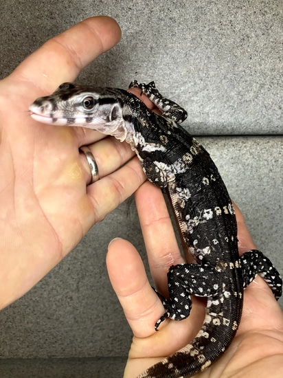 USCBB Javan Axanthic Water Monitor by Alareptiles