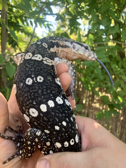 USCBB Javan Axanthic Water Monitor by Alareptiles