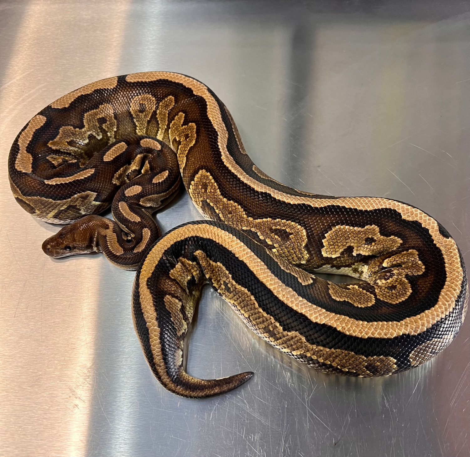 Cinnamon Het Pied Ball Python by Alba Constrictors - MorphMarket