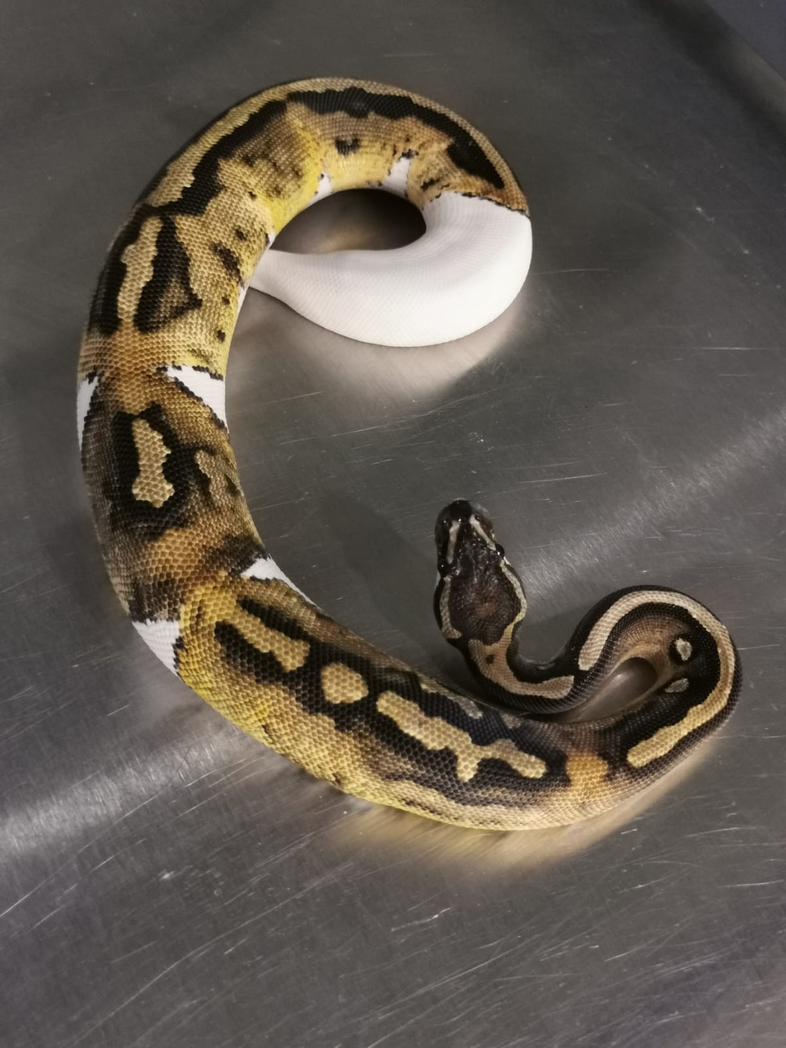 Pied Female Ball Python by Alba Constrictors - MorphMarket