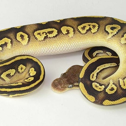Pastel Mojave Black Head Red Gene Ringer Gene Available Now Ball Python